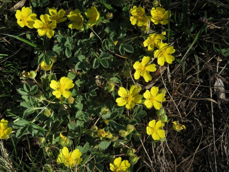 Potentilla tommasiniana photo 7