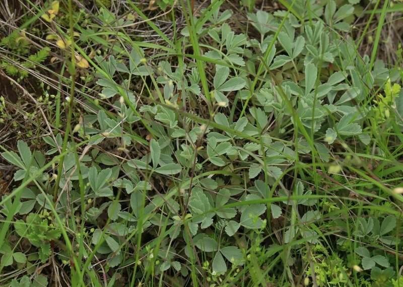 Potentilla tommasiniana photo 8