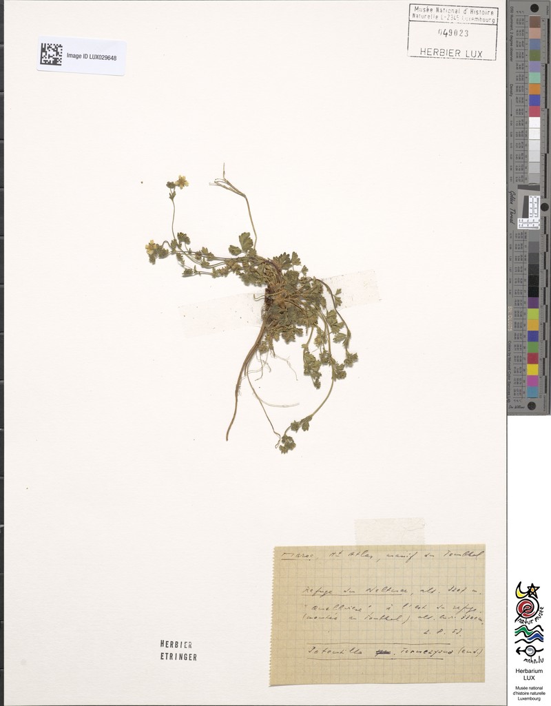 Potentilla tornezyana