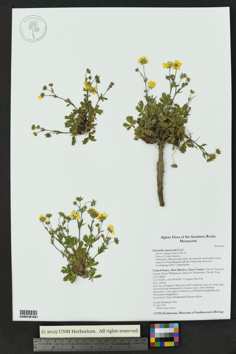 Potentilla townsendii