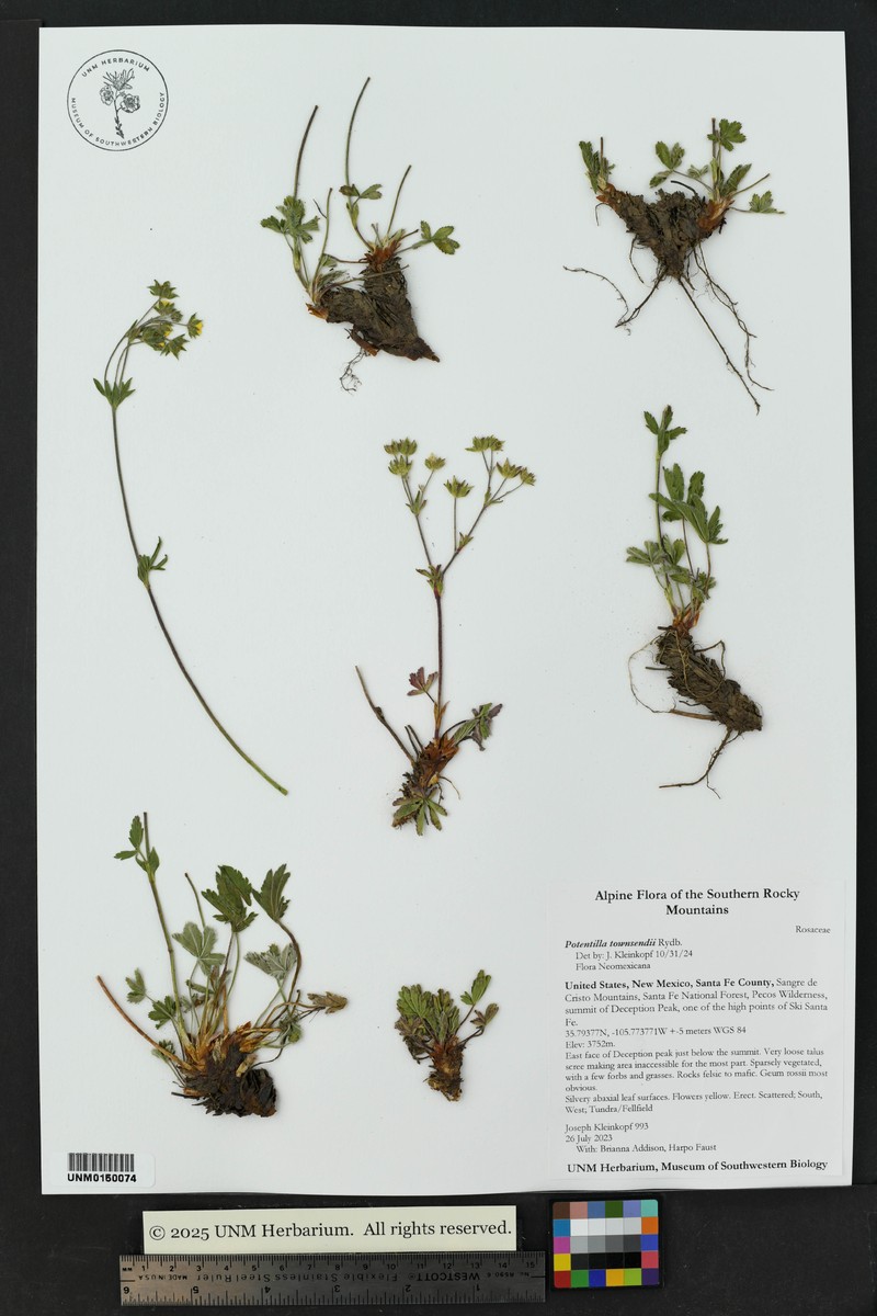 Potentilla townsendii photo 2