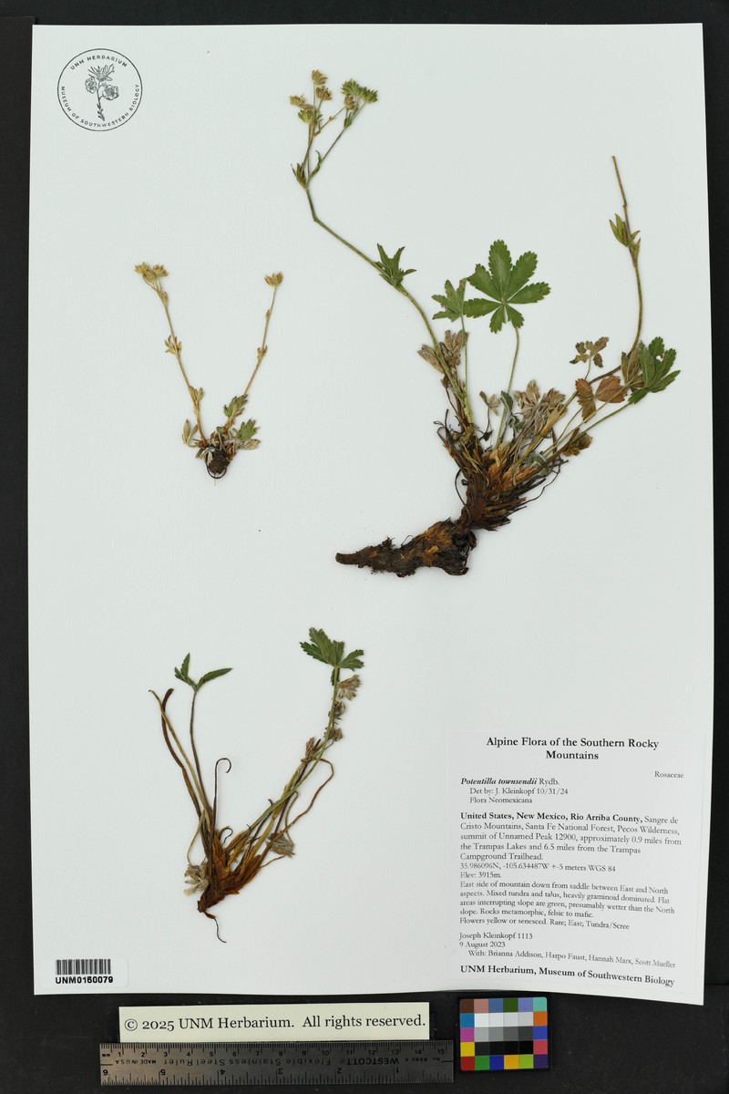 Potentilla townsendii photo 3