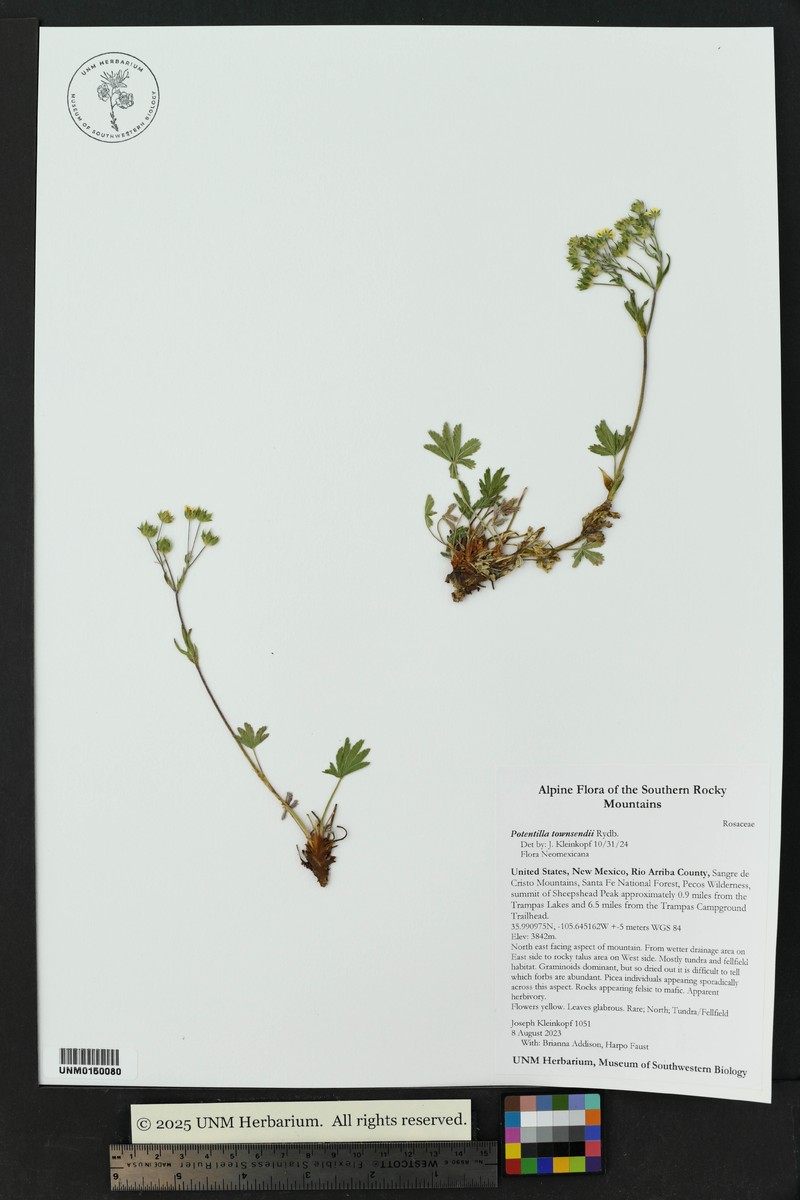 Potentilla townsendii photo 4