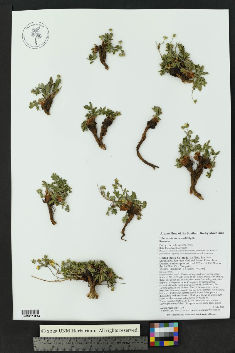 Potentilla townsendii photo 5