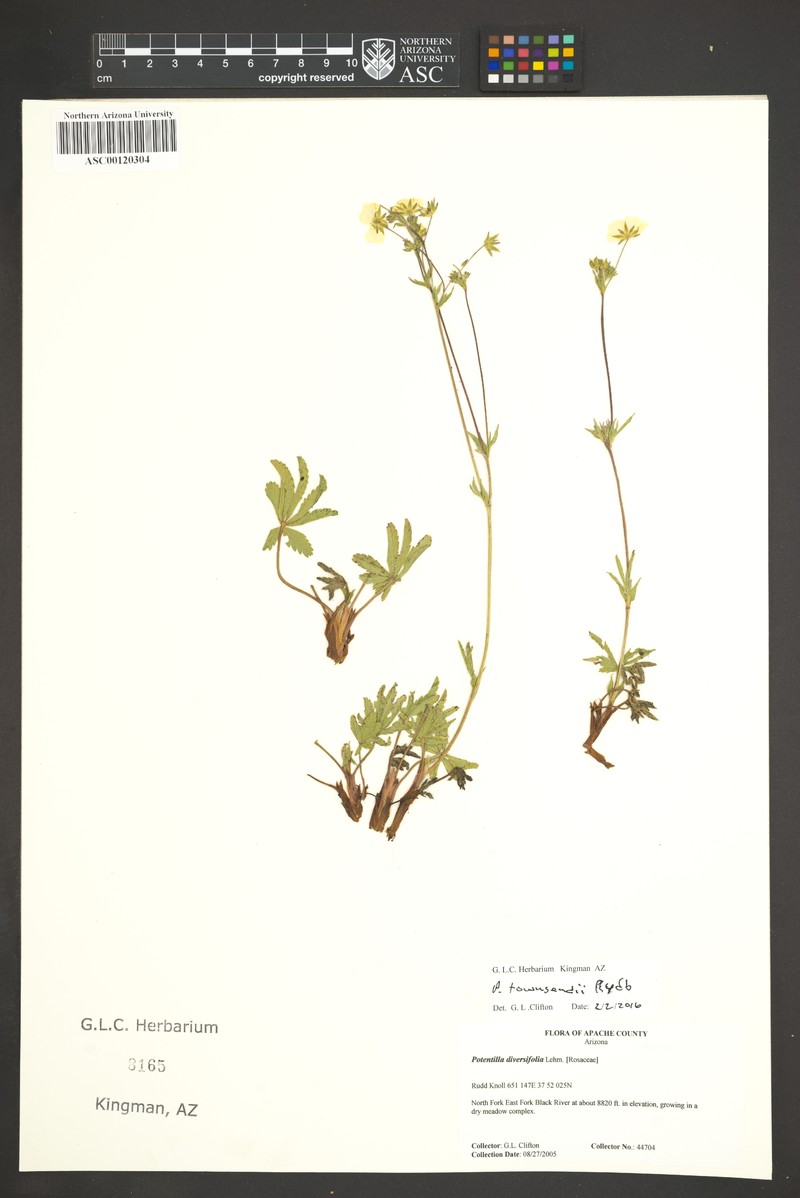 Potentilla townsendii photo 6