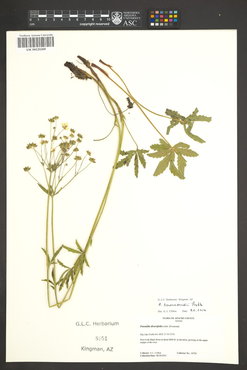 Potentilla townsendii photo 7