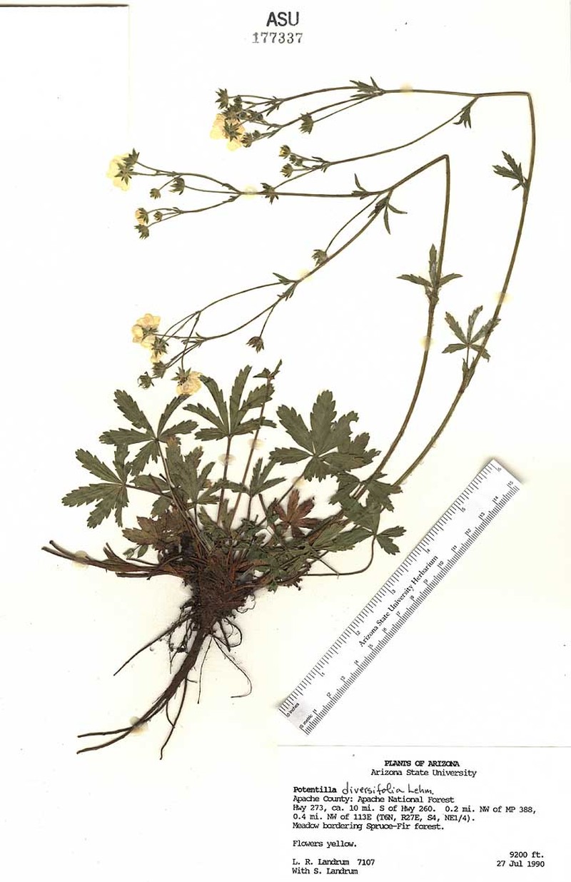 Potentilla townsendii photo 8