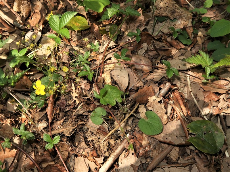Potentilla toyamensis