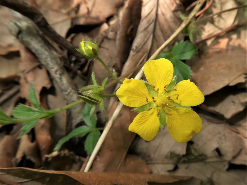 Potentilla toyamensis photo 2