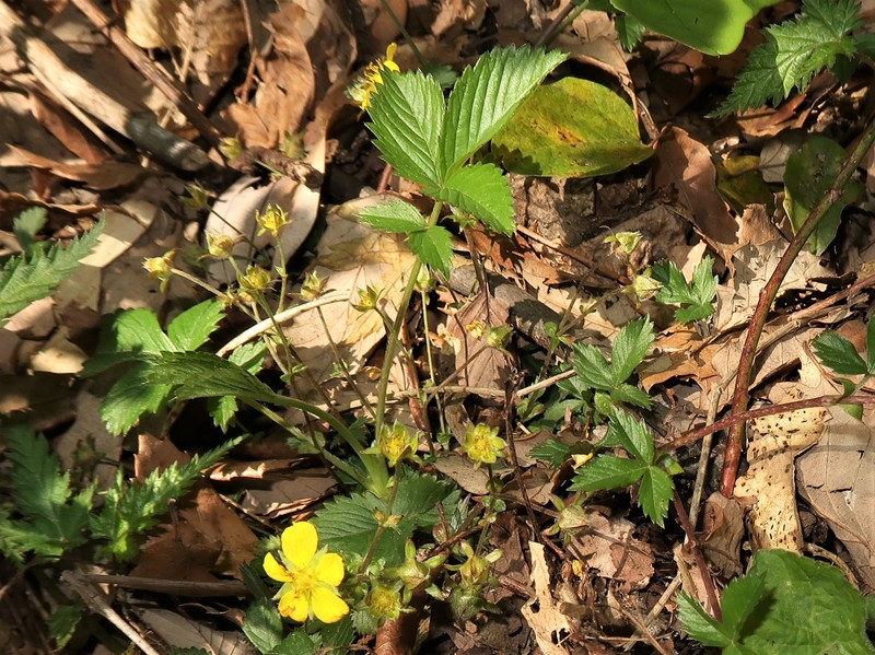 Potentilla toyamensis photo 3