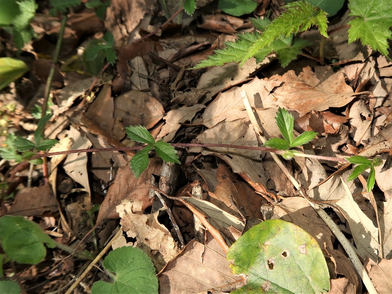Potentilla toyamensis photo 4