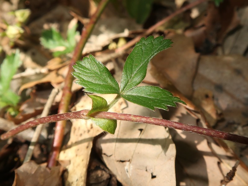 Potentilla toyamensis photo 5