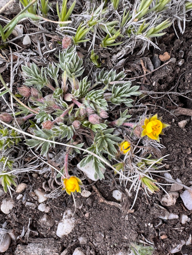 Potentilla transitoria photo 2