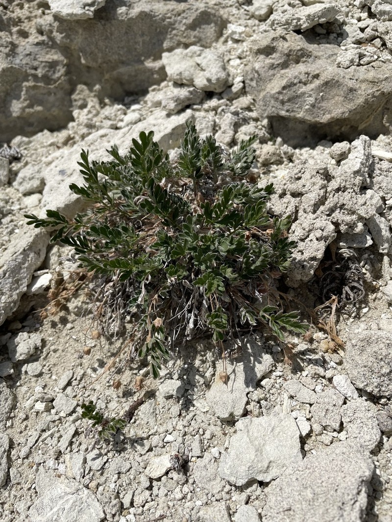 Potentilla transitoria