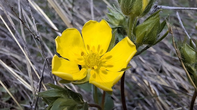 Potentilla tridentula
