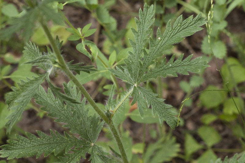 Potentilla tschimganica