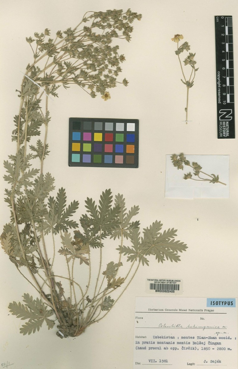 Potentilla tschimganica photo 2