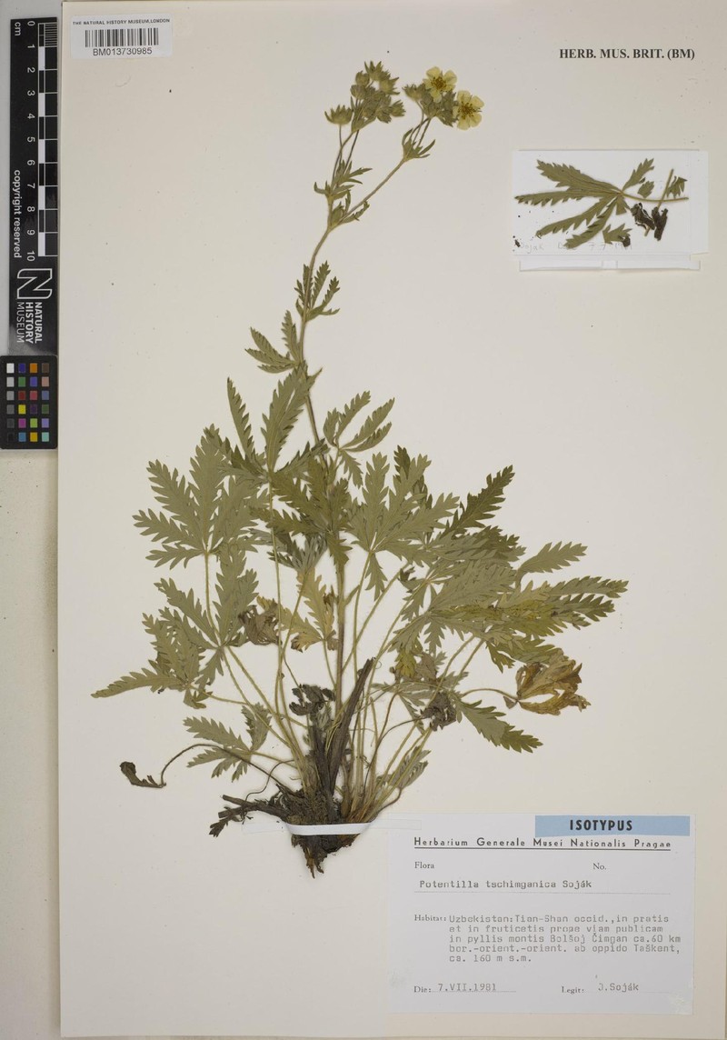 Potentilla tschimganica photo 3