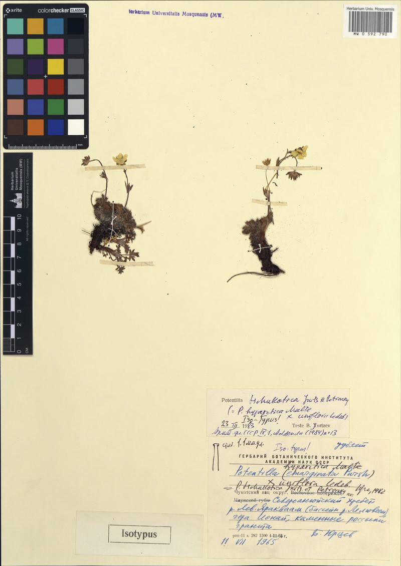 Potentilla tschukotica