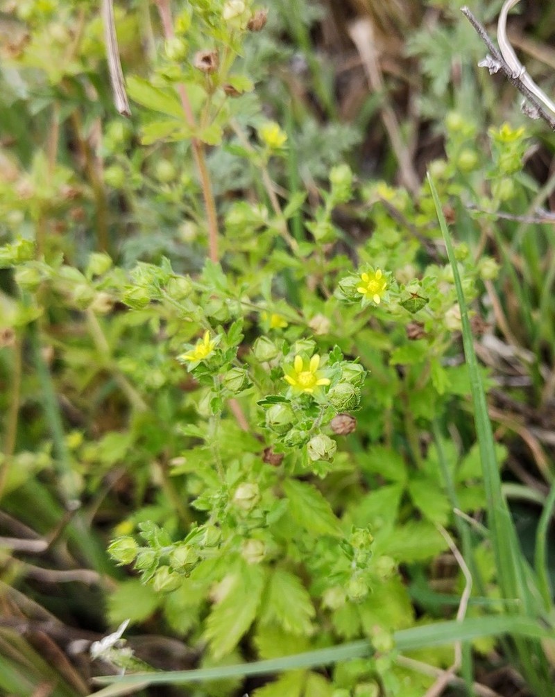 Potentilla tucumanensis photo 2