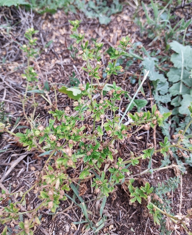 Potentilla tucumanensis photo 3