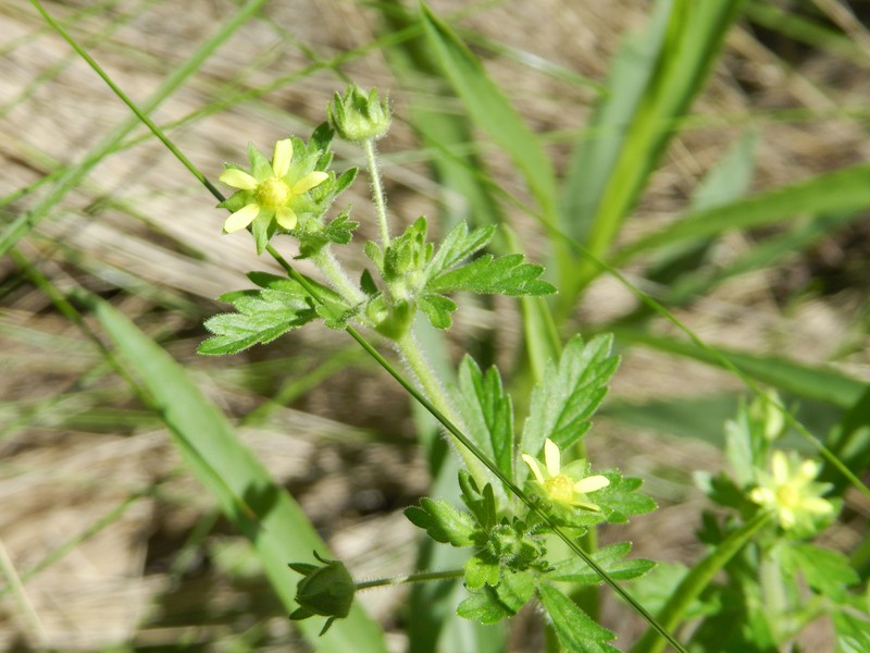 Potentilla tucumanensis photo 4