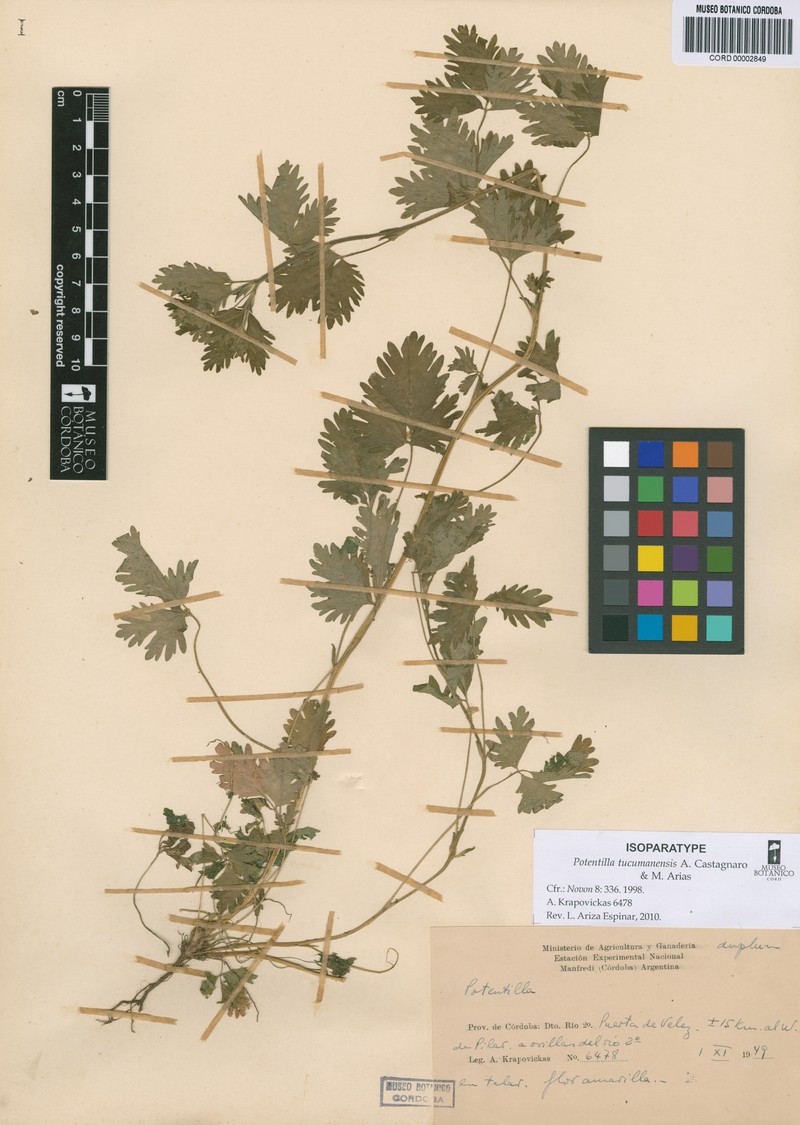Potentilla tucumanensis photo 5