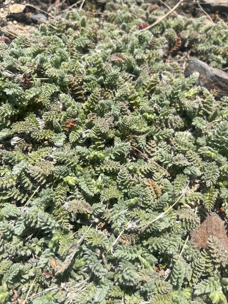 Kern Plateau Horkelia