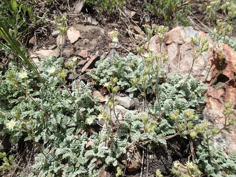 Kern Plateau Horkelia photo 2