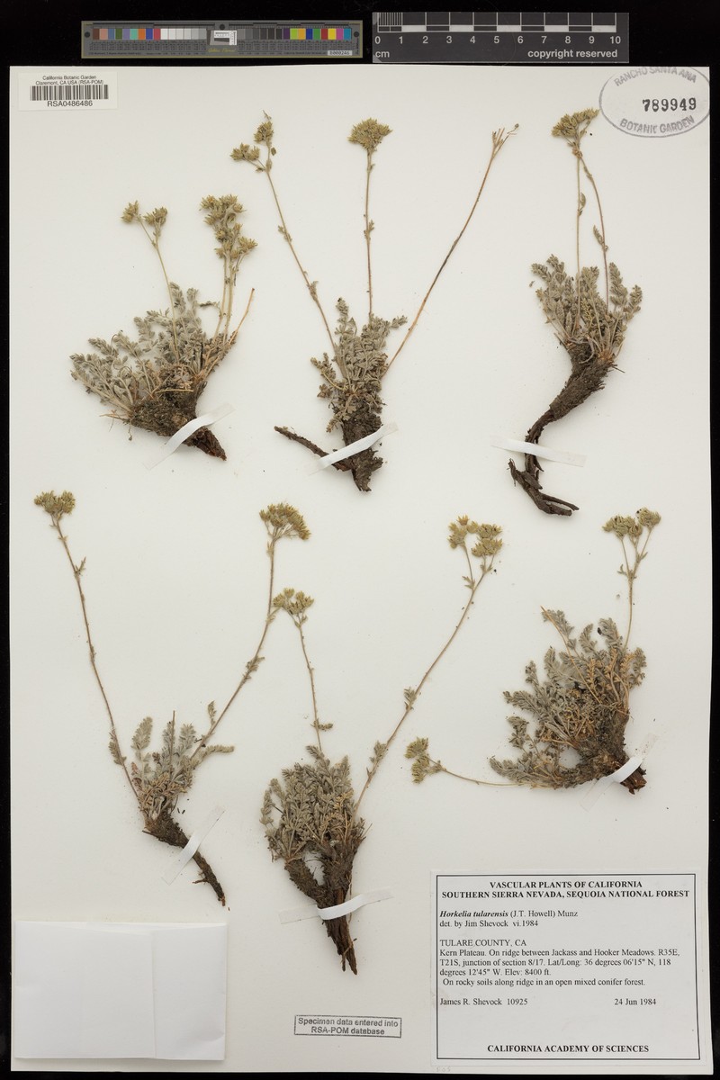 Kern Plateau Horkelia photo 6