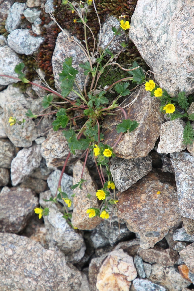 Potentilla turczaninowiana