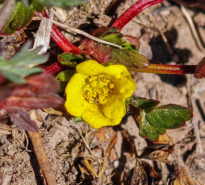 Potentilla turczaninowiana photo 2