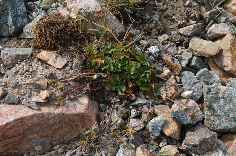 Potentilla turczaninowiana photo 3