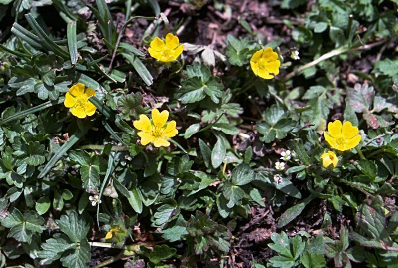 Potentilla turczaninowiana photo 4