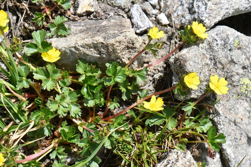 Potentilla turczaninowiana photo 5