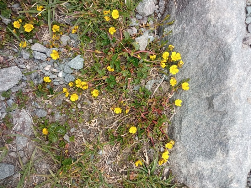 Potentilla turczaninowiana photo 6
