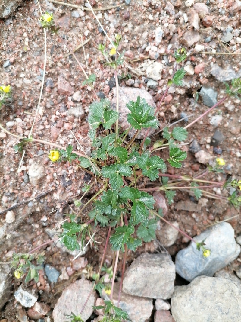 Potentilla turczaninowiana photo 7