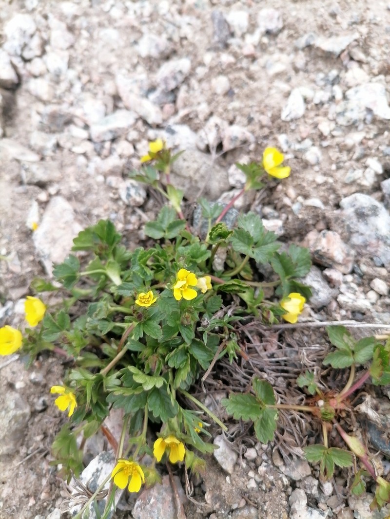Potentilla turczaninowiana photo 8