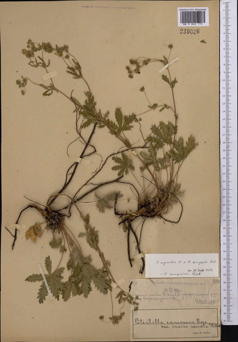 Potentilla turgaica