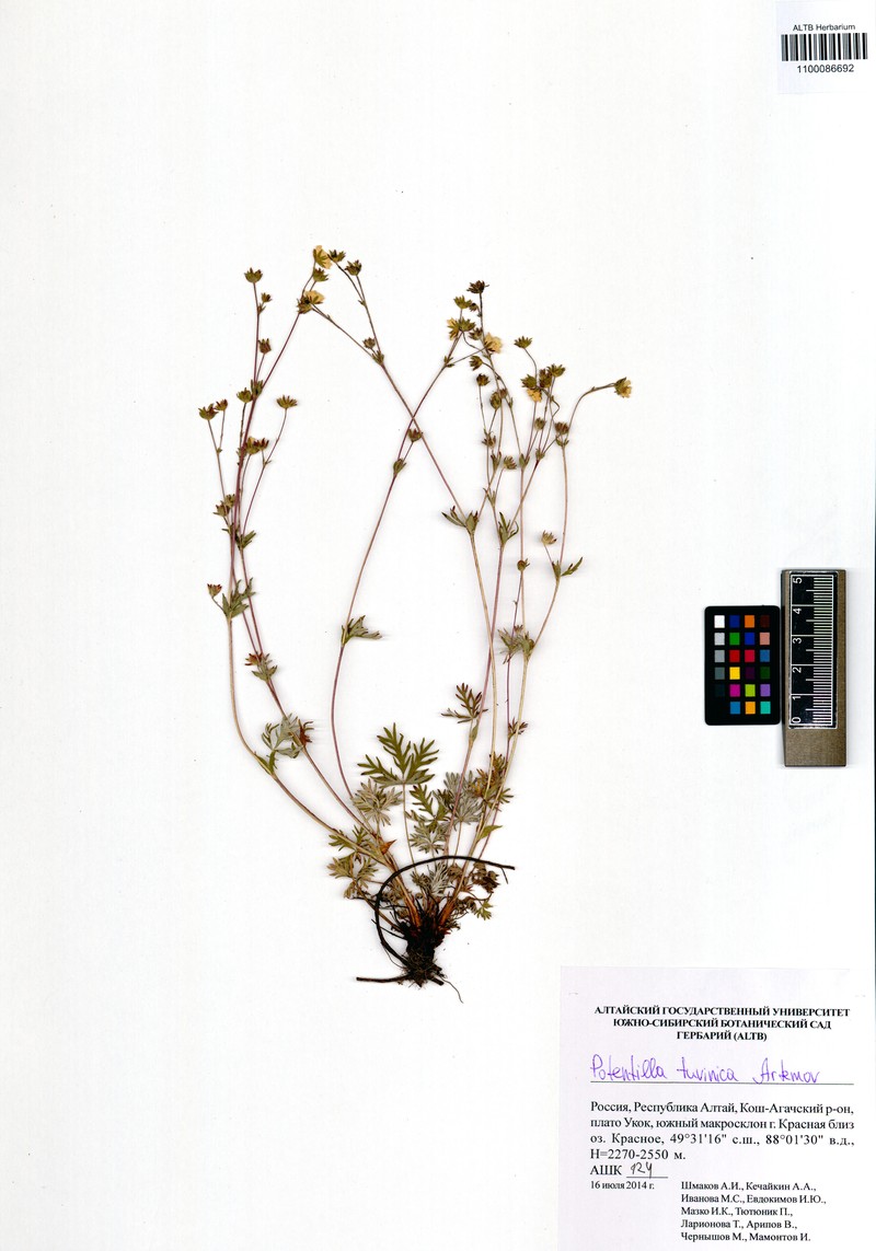 Potentilla tuvinica