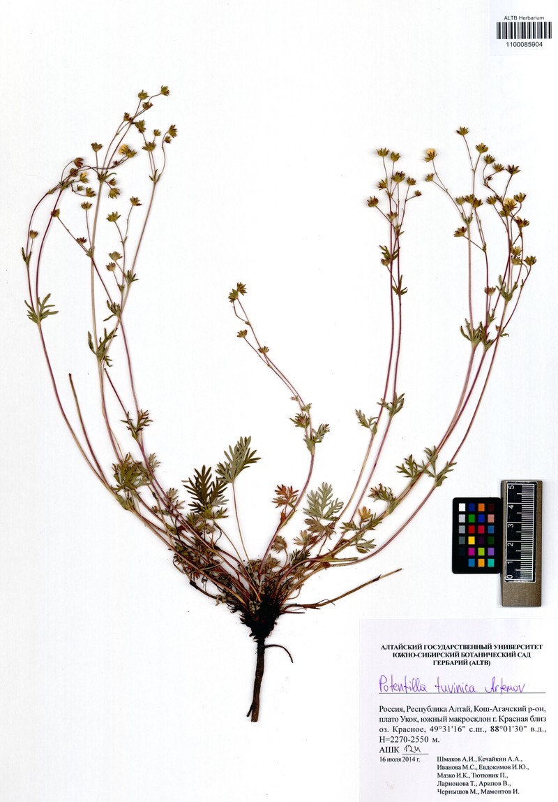 Potentilla tuvinica photo 2