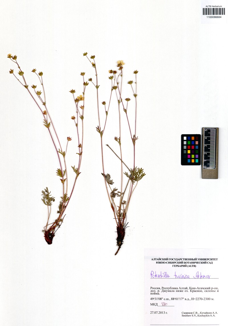 Potentilla tuvinica photo 3