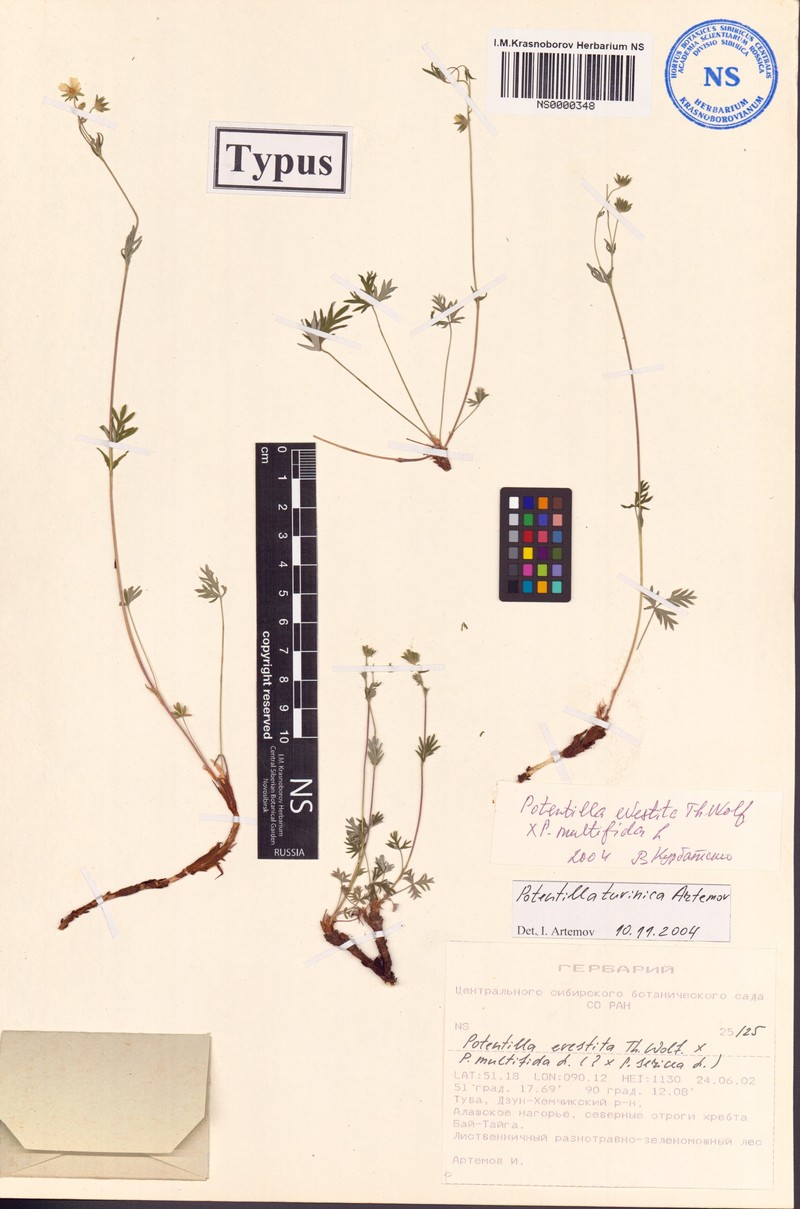 Potentilla tuvinica photo 4
