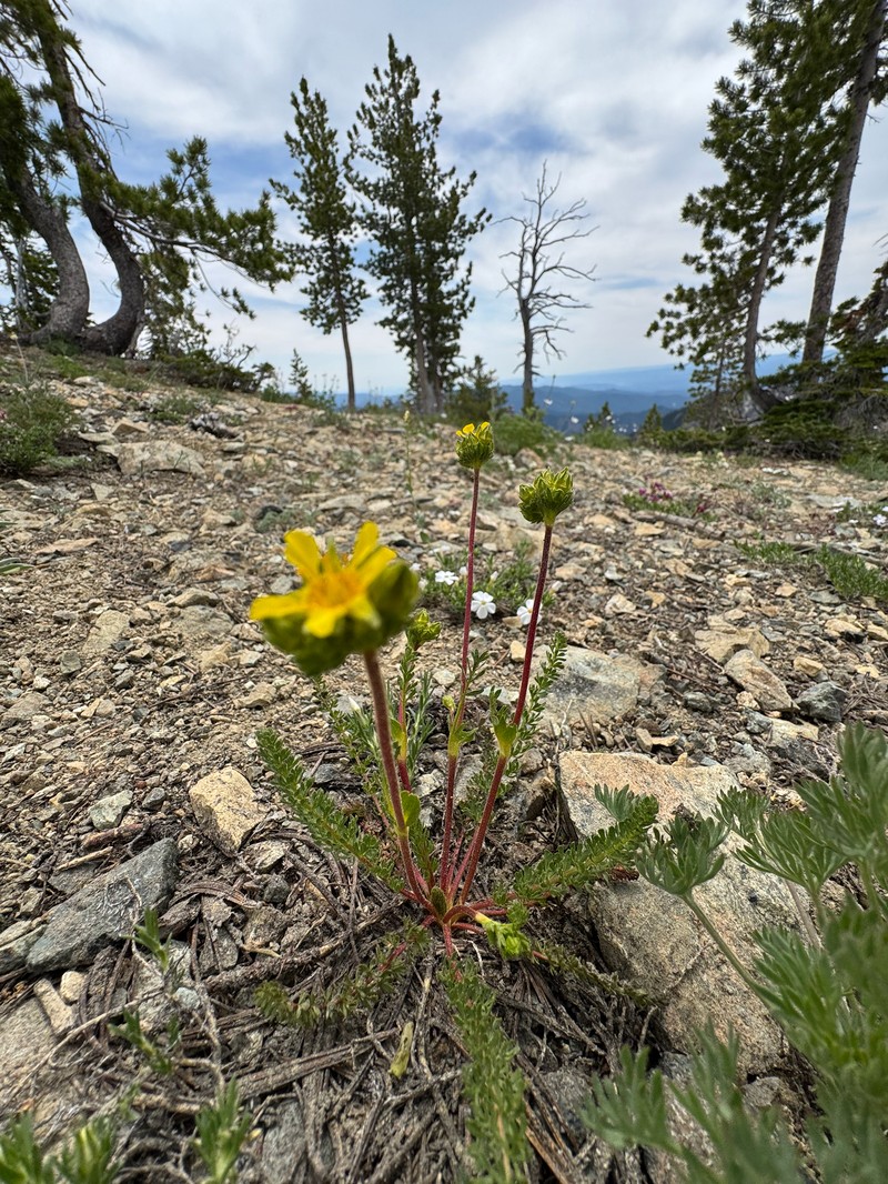 Tweedy's Ivesia