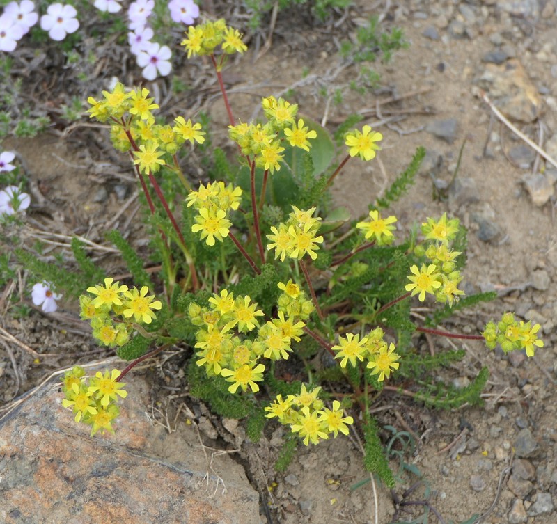 Tweedy's Ivesia photo 2