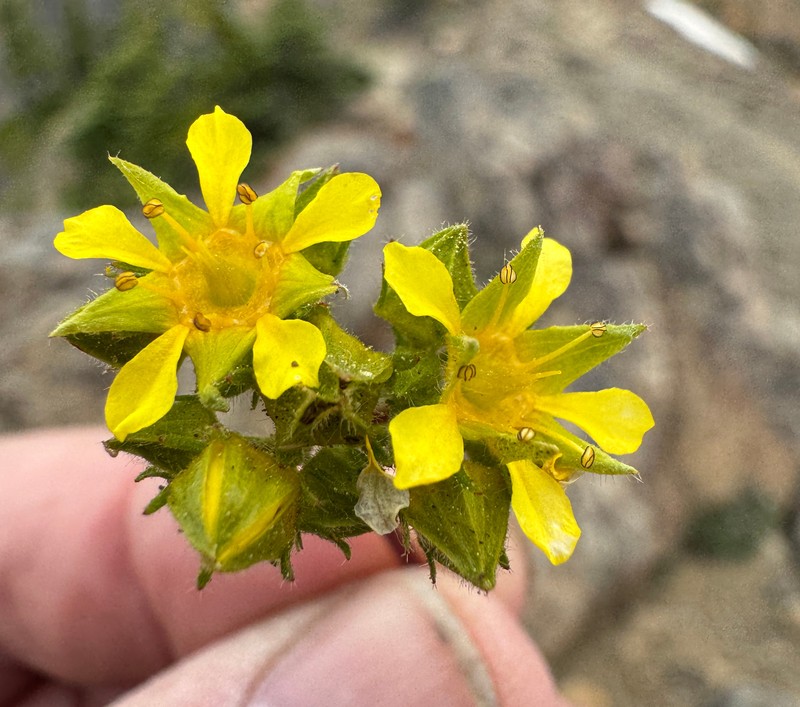 Tweedy's Ivesia photo 3