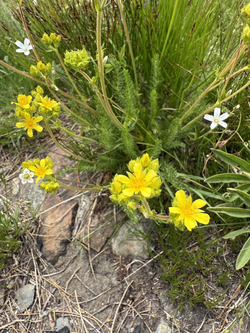 Tweedy's Ivesia photo 4