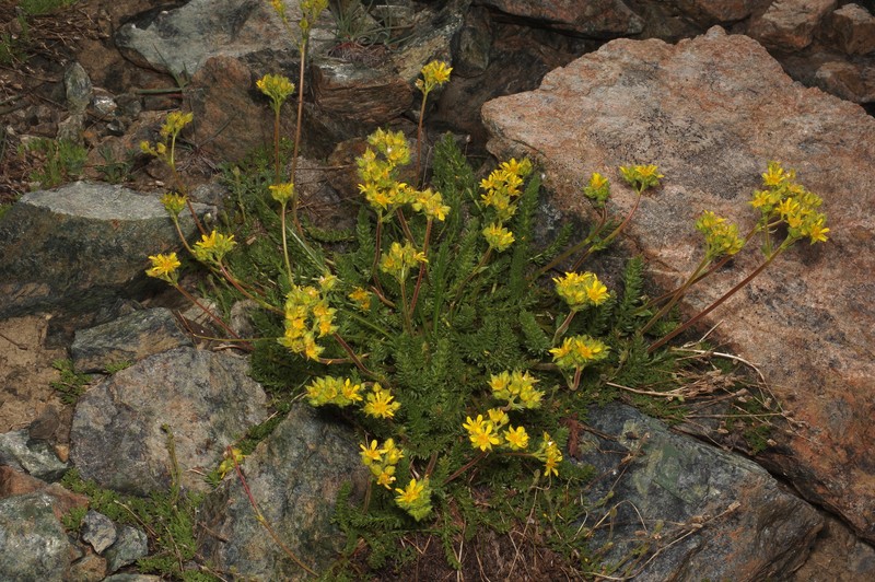 Tweedy's Ivesia photo 5