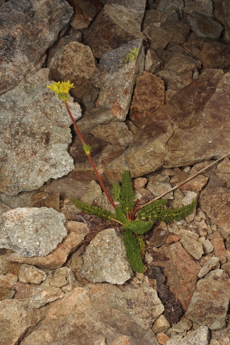 Tweedy's Ivesia photo 6