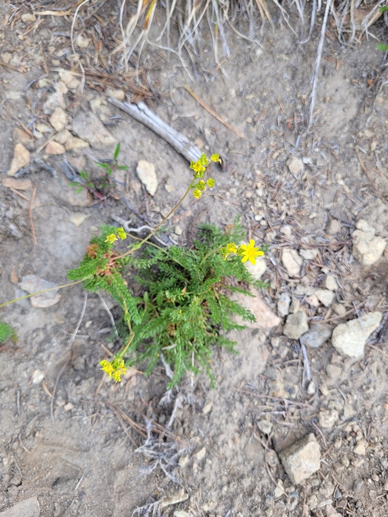 Tweedy's Ivesia photo 7